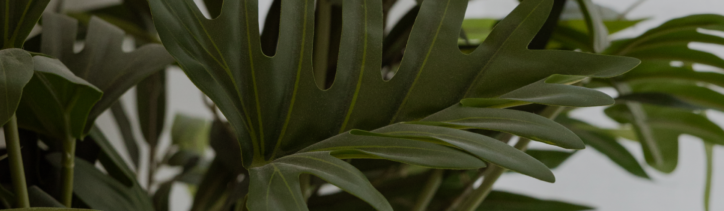 Close-up of green leaves with a blurred background
