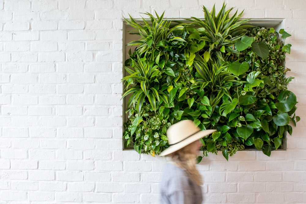 A rectangular green living wall with dense leafy plants mounted on a white brick wall, with a blurred person walking in front at the bottom right.