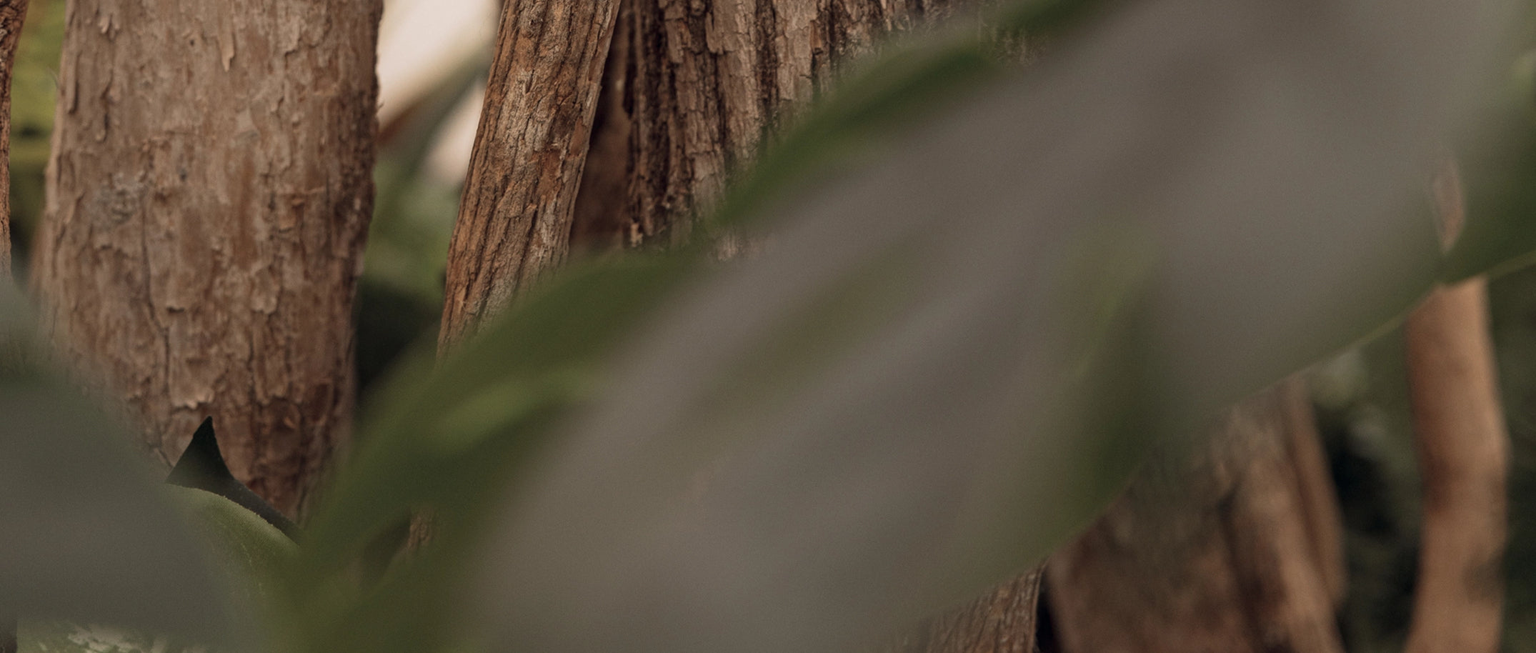 Close-up of tree bark and leaves with a blurred background